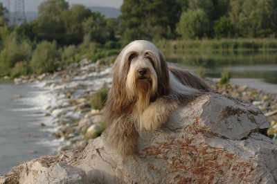 Victory wind's - Interview sur le Bearded collie, site CHIENMAG