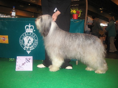 Victory wind's - La Crufts 2008...que de joies !!