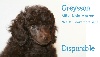  - Chiots Caniches nains disponibles