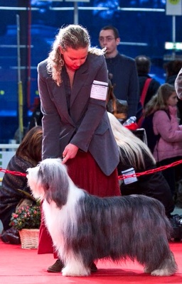 Victory wind's - Spéciale Bearded Paris dog show 2010