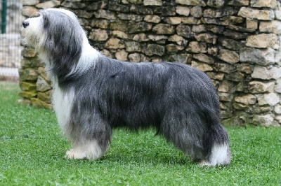 Victory wind's - Chiots Bearded collie...prochaine portée :