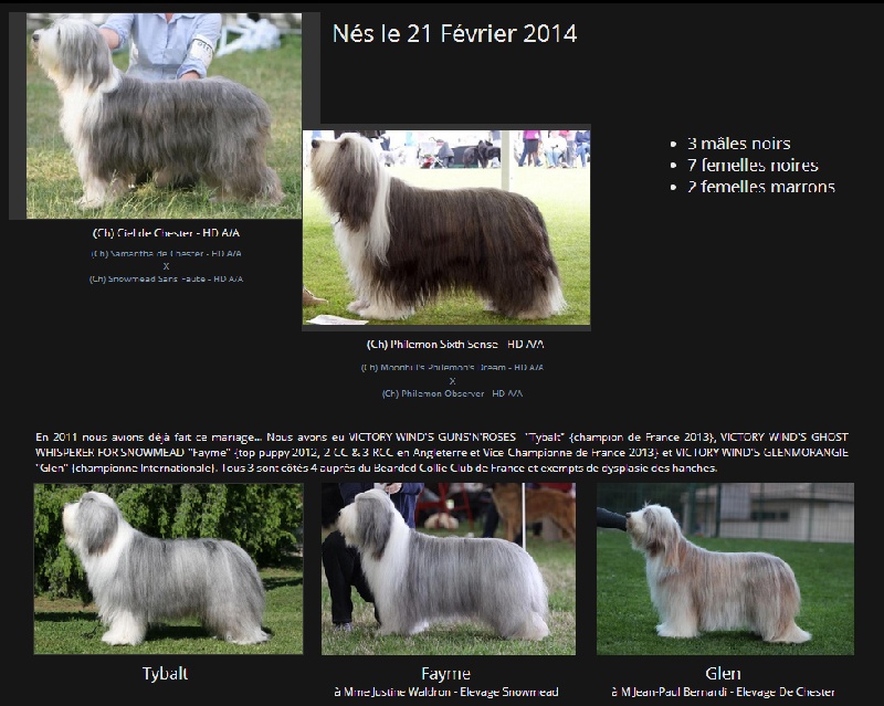 chiot Bearded Collie Victory wind's