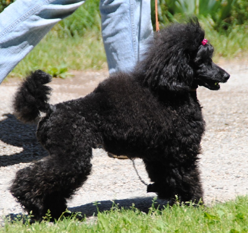 CH. Victory wind's Free 'n' easy