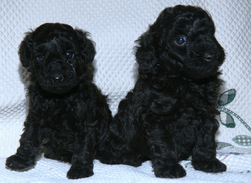 Chiot Caniche Victory wind's